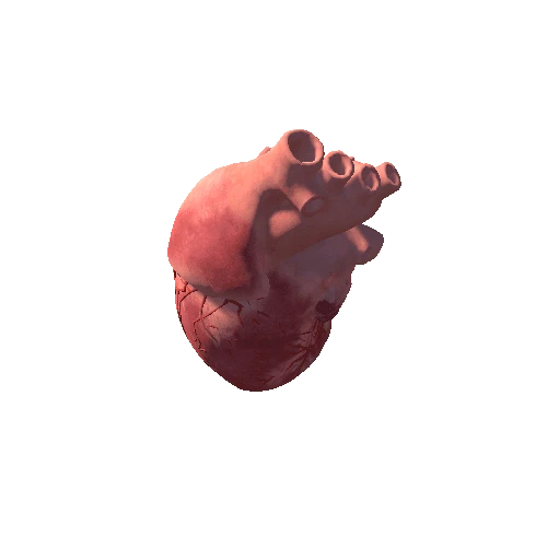 human heart